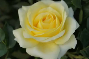 Arlene Hybrid Tea Rose 5lt