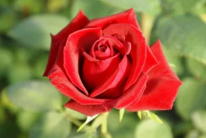 Belle Rouge Hybrid Tea Rose 5lt