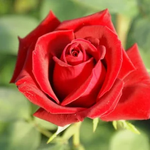 Belle Rouge Hybrid Tea Rose 5lt