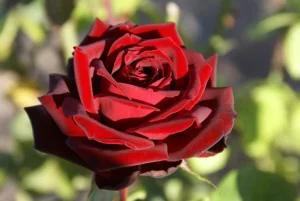 Black-Pearl.webp Black Pearl Hybrid Tea Rose 5lt