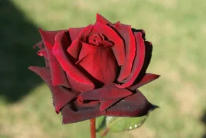 Blackberry Hybrid Tea Rose 5lt