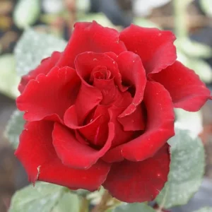 Bles Bridges Hybrid Tea Rose 5lt