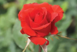 Boksburg-Fantasia.webp Boksburg Fantasia Hybrid Tea Rose 5lt