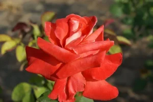 Bushveld Dawn Hybrid Tea Rose 5lt