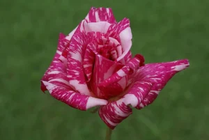 Candy-Stripe.webp Candy Stripe Hybrid Tea Rose 5lt