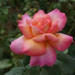 Chicago Peace Hybrid Tea Rose 5lt