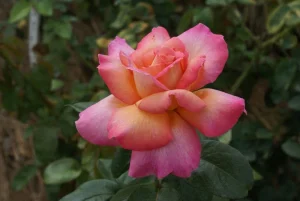 Chicago Peace Hybrid Tea Rose 5lt