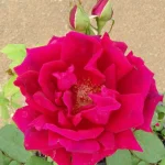 Crimson Glory Hybrid Tea Rose 5lt