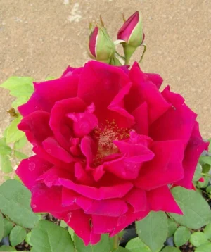 Crimson Glory Hybrid Tea Rose 5lt