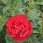 Dr Erik Pretorius Rose 5lt