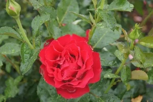 Dr Erik Pretorius Rose 5lt