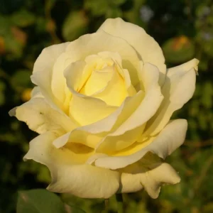 Elina Hybrid Tea Rose 5lt