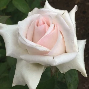 Elize Cawood Hybrid Tea Rose 5lt