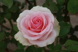 Filiae-Regis.webp Filiae Regis Hybrid Tea Rose 5lt