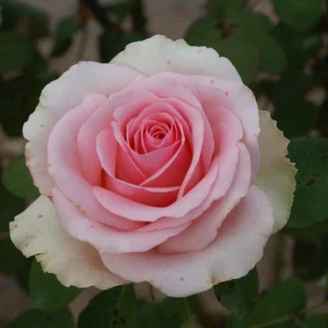 Filiae Regis Hybrid Tea Rose 5lt