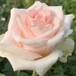 Frauenverein Hybrid Tea Rose 5lt