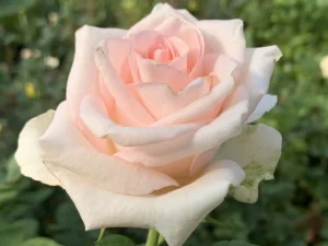 Frauenverein.webp Frauenverein Hybrid Tea Rose 5lt