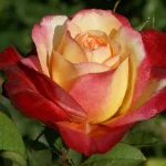 Gerd Keichel Hybrid Tea Rose 5lt