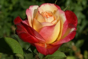 Gerd-Keichel.webp Gerd Keichel Hybrid Tea Rose 5lt