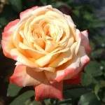 Germania Africana Hybrid Tea Rose 5lt