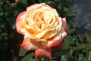 Germania Africana Hybrid Tea Rose 5lt