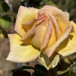 Gillian Wilkinson Legacy Rose Hybrid Tea Rose 5lt