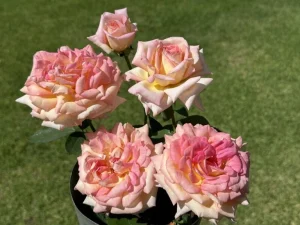 Gin & Tonic Hybrid Tea Rose 5lt