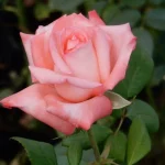 Gloria-Mthunzi.webp Gloria Mthunzi Hybrid Tea Rose 5lt