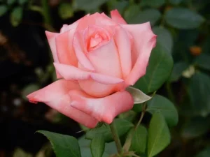 Gloria-Mthunzi.webp Gloria Mthunzi Hybrid Tea Rose 5lt