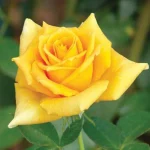 Golden Monica Hybrid Tea Rose 5lt