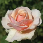 Graceful Gisela Hybrid Tea Rose 5lt