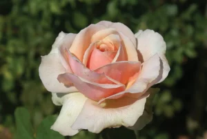 Graceful Gisela Hybrid Tea Rose 5lt