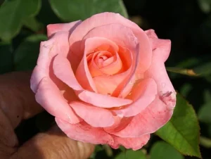 Heart Throb Hybrid Tea Rose 5lt