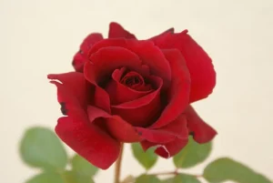 Illse Roos Hybrid Tea Rose 5lt