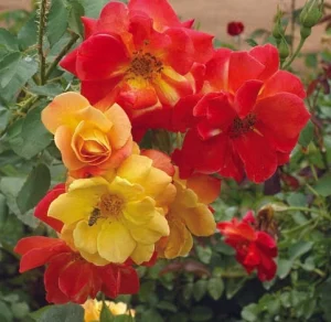 Joseph’s Coat Rose 5lt