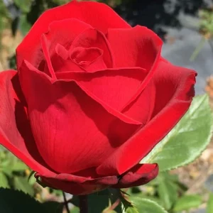 Just WHPS Hybrid Tea Rose 5lt