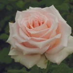 Karen Gardelli Hybrid Tea Rose 5lt