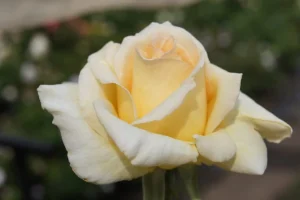 Kimi Makwetu Hybrid Tea Rose 5lt