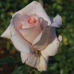 Kolbe’s Diamond Hybrid Tea Rose 5lt