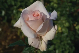 Kolbe’s Diamond Hybrid Tea Rose 5lt