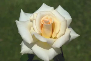 Leana Hybrid Tea Rose 5lt
