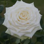 Lee Lee Bee Hybrid Tea Rose 5lt