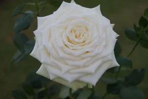 Lee-Lee-Bee.webp Lee Lee Bee Hybrid Tea Rose 5lt