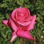Lisa Hybrid Tea Rose 5lt