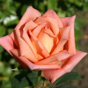 Lolly Pop Hybrid Tea Rose 5lt