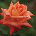 Lovers-Meeting.webp Lovers’ Meeting Hybrid Tea Rose 5lt