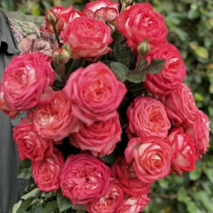 Ludwig’s Favourite Hybrid Tea Rose 5lt