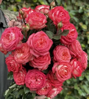 Ludwigs-Favourite-KORludfavo-P.webp Ludwig’s Favourite Hybrid Tea Rose 5lt