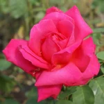 Maria-Callas.webp Maria Callas Hybrid Tea Rose 5lt