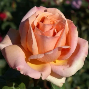 Marjorie Chase Hybrid Tea Rose 5lt